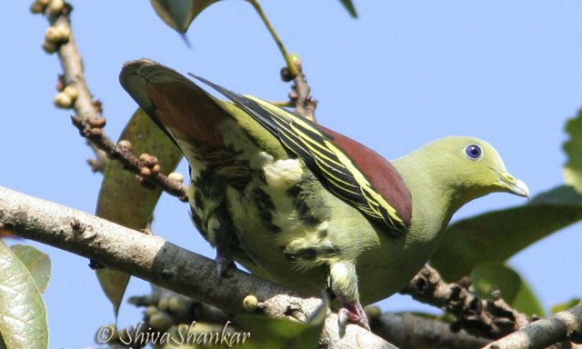 ماذا تعرف عن الحمام - الجالودي وموسوعه الحمام - اليمام  Pompadour_green_pigeon_5812_ss