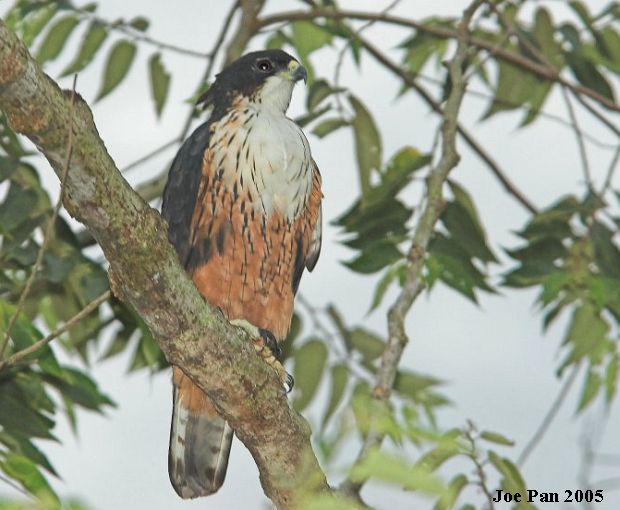 เหยี่ยวท้องแดง  Rufous-bellied Eagle  Rufousbellied_eagle2644cs_jp