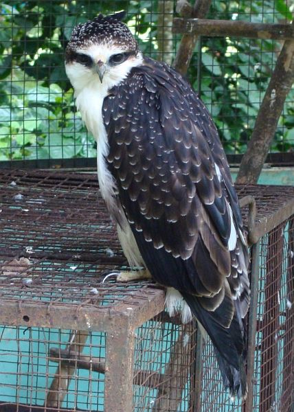 เหยี่ยวท้องแดง  Rufous-bellied Eagle  Rufousbellied_eagle_juv_5473