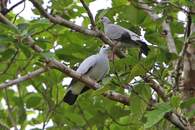 COLOMBA ARGENTATA (Columba argentina)  Silverywoodpigeon2surf