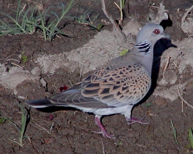 TORTORA EUROPEA (Streptopelia turtur) Streptopelia_turtur_arenicola_034_ai