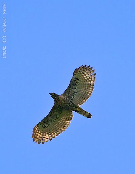 Sulawesi Hawk Eagle  Sulawesi__halmahera_2010_50_copy1