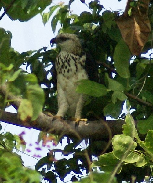 Sulawesi Hawk Eagle  Sulawesi_hawk_eagle_immature_wm