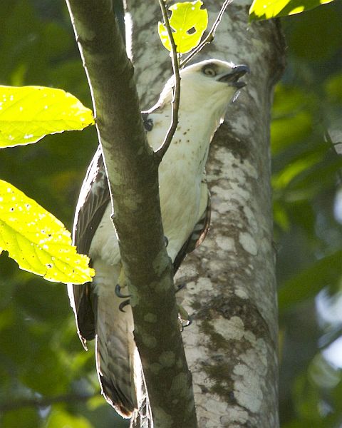 Sulawesi Hawk Eagle  Sulawesi_hawk_eagleimm_060709_lky