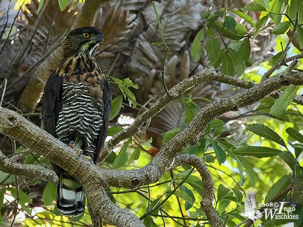 Sulawesi Hawk Eagle  Sulawesihawkeagle