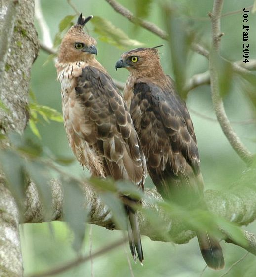 เหยี่ยวหงอนสีน้ำตาลท้องขาว Wallace's Hawk-eagle W_hawkeagle5121_jp