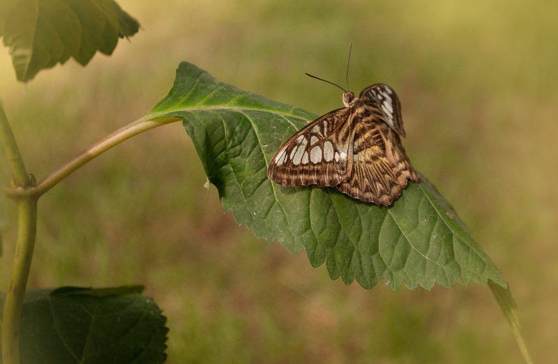 ===Mariposas=== - Página 11 Parthenos_sylvia_by_mihaelajoedesigns-d91u682