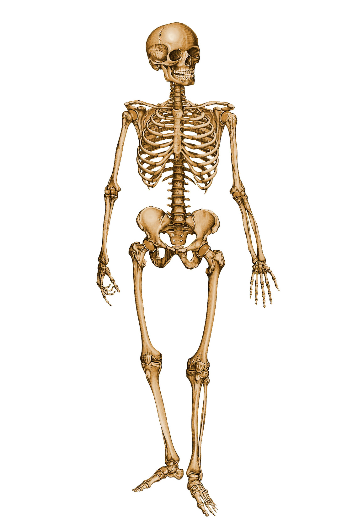 [Jeu] Suite d'images !  - Page 2 Human_skeleton_12029879_by_stockproject1-d37nw3e