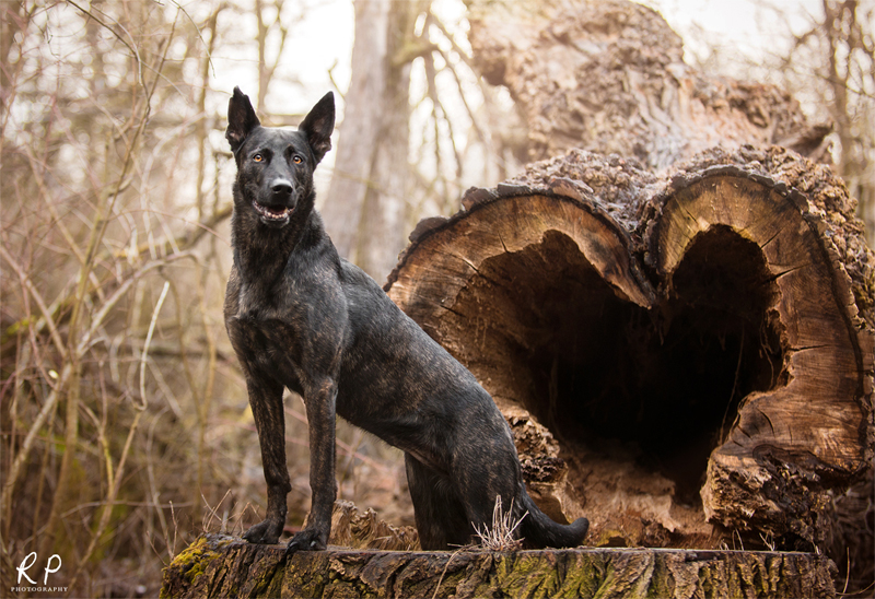 Shooting mit 2 Hollandse Herdern Antia2_by_wolfskuss-d9t5dzg