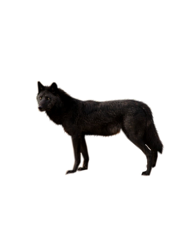 صور دمج للتصميم - ذيب للتصميم Black_wolf_png_by_shadowedxlegacy-d56ir10