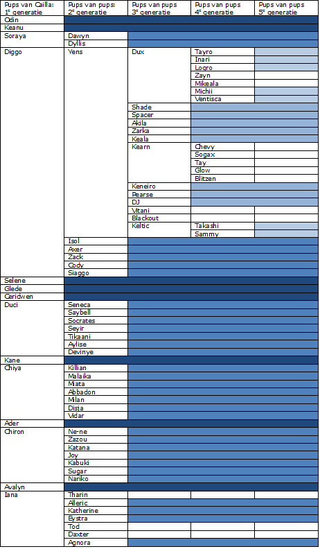 Onzin topic - Pagina 26 Familytree_cailla_by_kirawolfgirl-d50jo3w