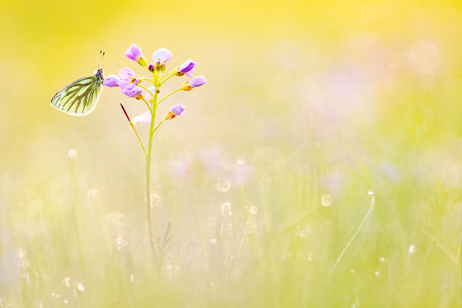 ===Mariposas=== - Página 25 Magic_meadow_by_struller-d4xxj9t