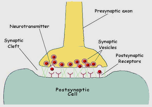 Trilobites  Chemicalsynapse