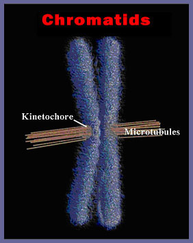 Trilobites  Chromatids