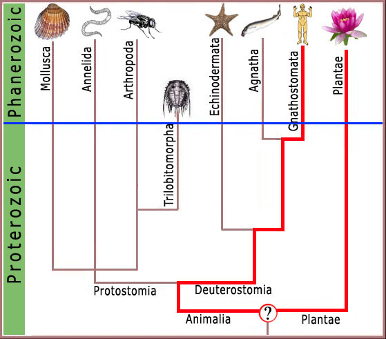 Trilobites  Evolchart