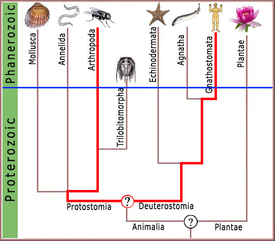 Trilobites  Evolchart1