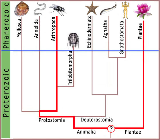 Trilobites  Evolchart2