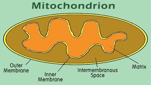 Trilobites  Mitochondrion