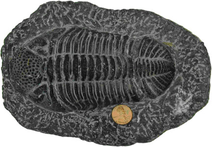 Trilobites  Trilobpennysmall