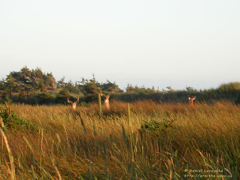 Le territoire de chasse 20050811_cerf