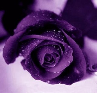 ڪلَ شيْء فينيُ جرٍيحُ ..} إلآ فخـإمـَﮧڪبرٍيإئيُ ‏ 20Violet_Roses