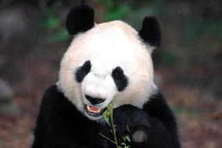 PARA LOS QUE TENEMOS UN MONTÓN DE KILOS QUE BAJAR, (ANTIGUO NOS SOBRAN MÁS DE 30 KG) - Página 37 Foto-oso-panda-bambu