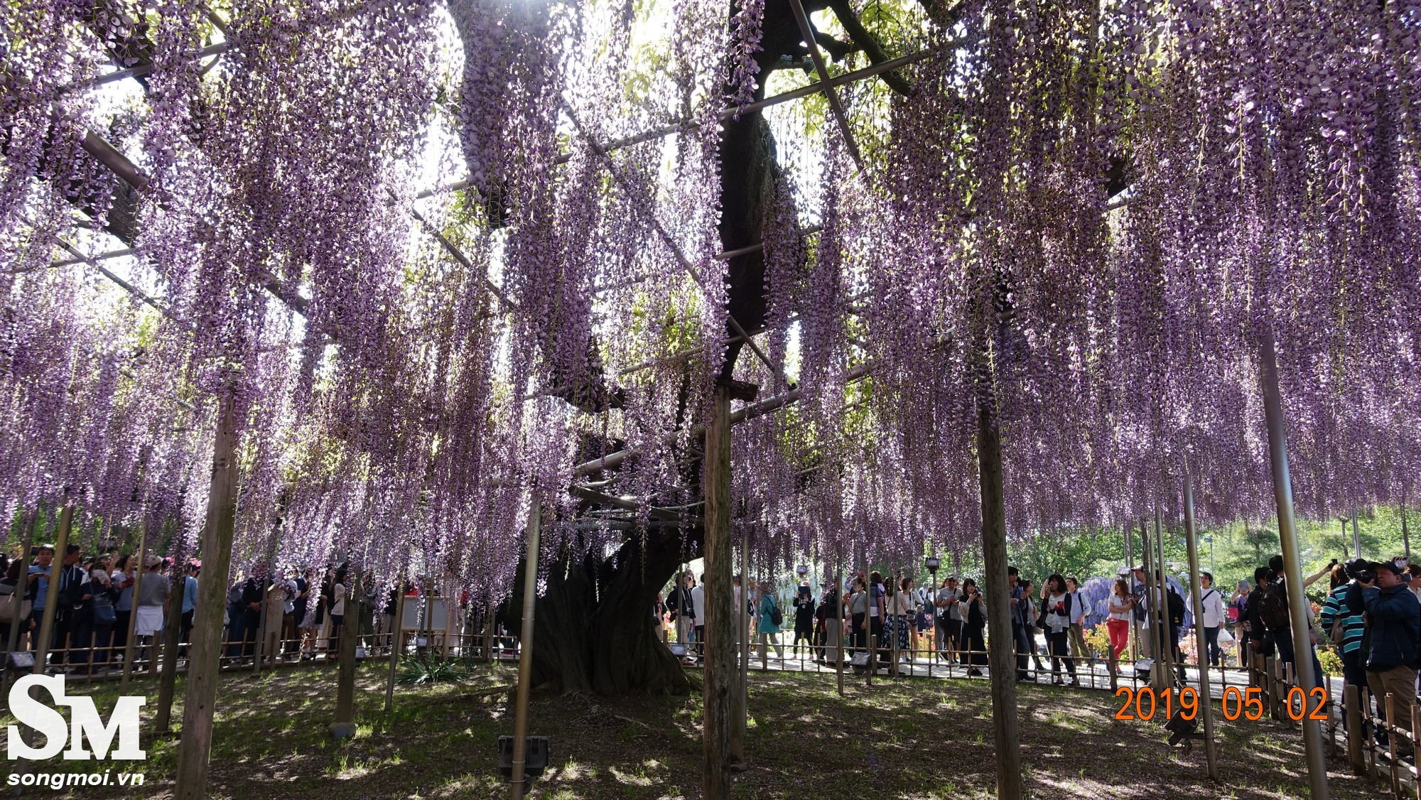 Nhật Bản mộng mơ giữa mùa hoa Tử Đằng Hoa-tu-dang-09