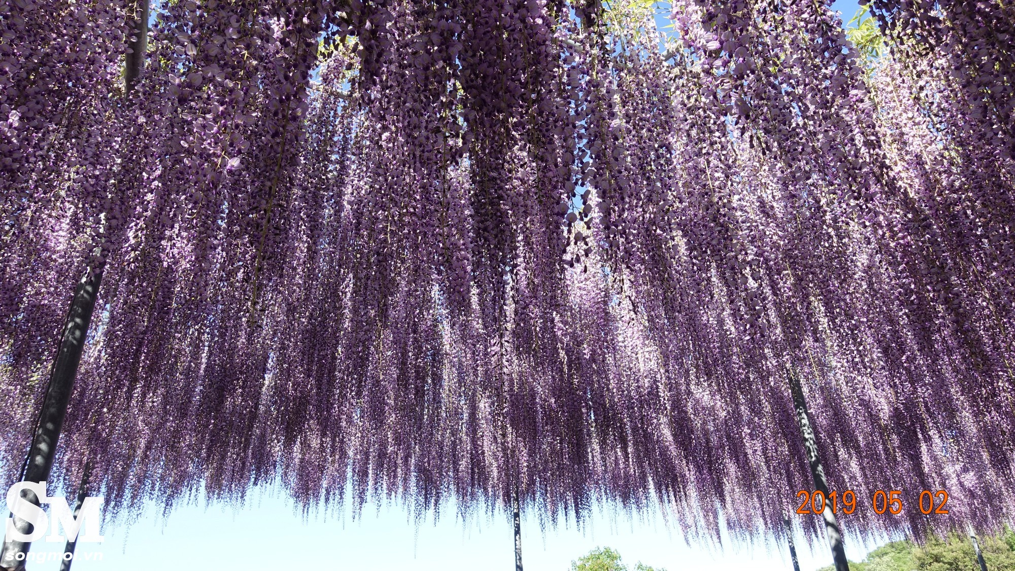 Nhật Bản mộng mơ giữa mùa hoa Tử Đằng Hoa-tu-dang-10