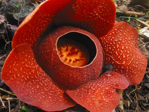 Trivia Of da dAy!!!! Rafflesia-speciosa