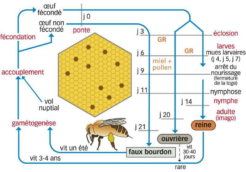 Mieux vivre, Alimentation saine (Granola Inside) - Page 13 75063044