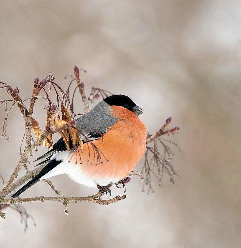 Les oiseaux : la passion de Marylou - Page 15 80454038_o