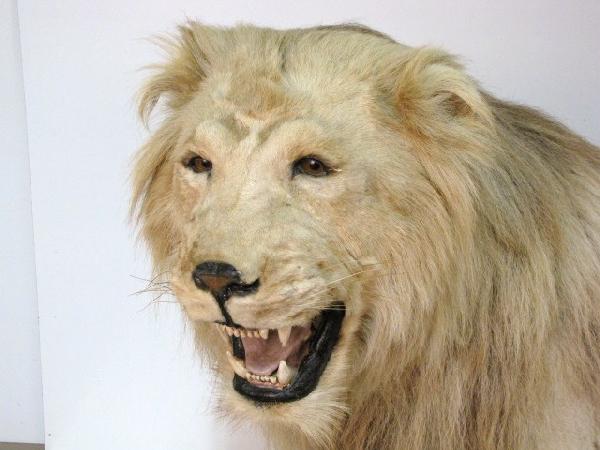 Mátame, camión! (El Tópic de la Taxidermia Chunga) - Página 2 7988501_2_l