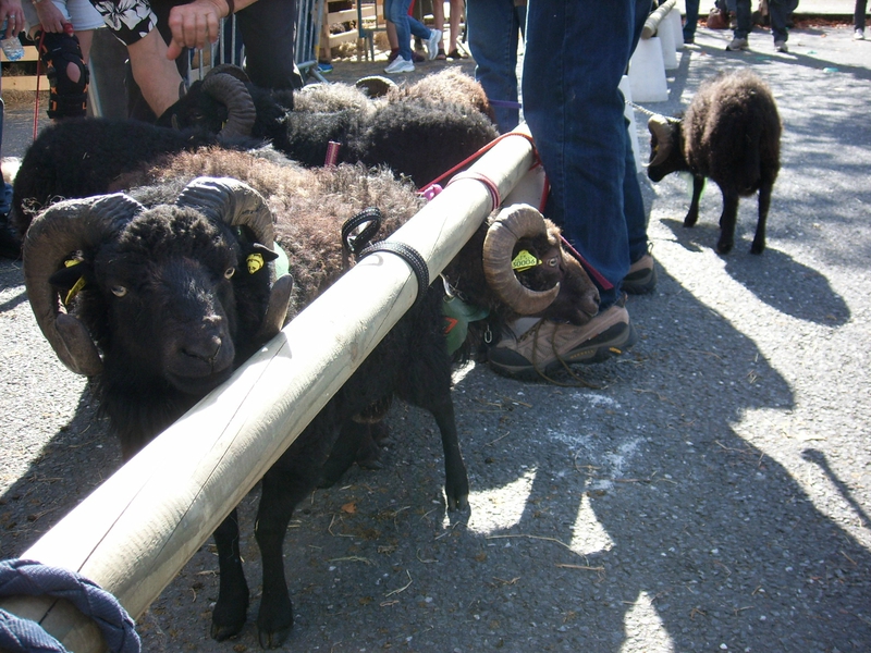 ouessant - Concours National du Mouton d'Ouessant 26.09.2015 Le Faou  106857675