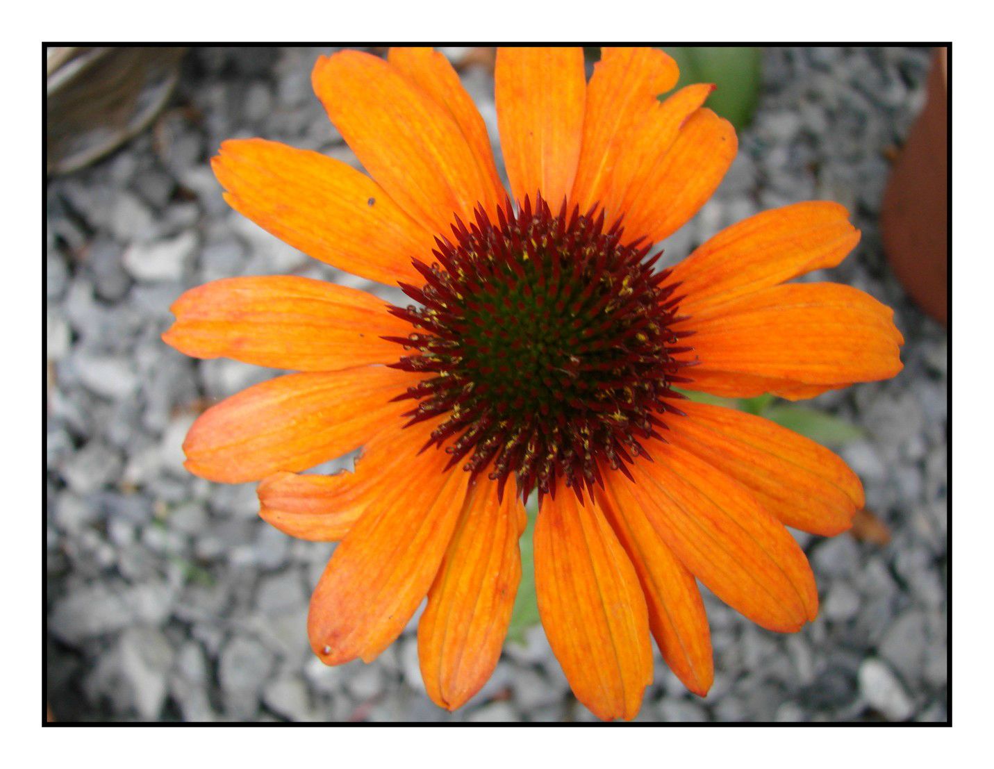 une fleur - ajonc - 14 février trouvée par Martin 78460372_o