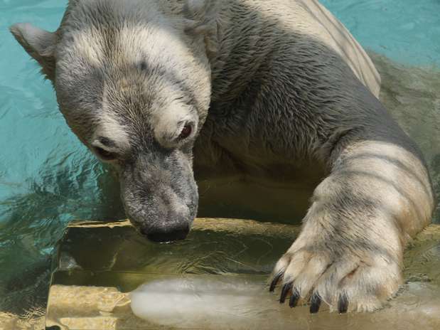 SEGUIMIENTO METEOROLOGICO - Página 17 Animales-calor-japon-10