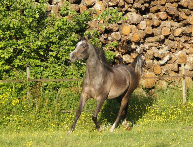 WARDEN DE FONTANELLE - 2012 103996532