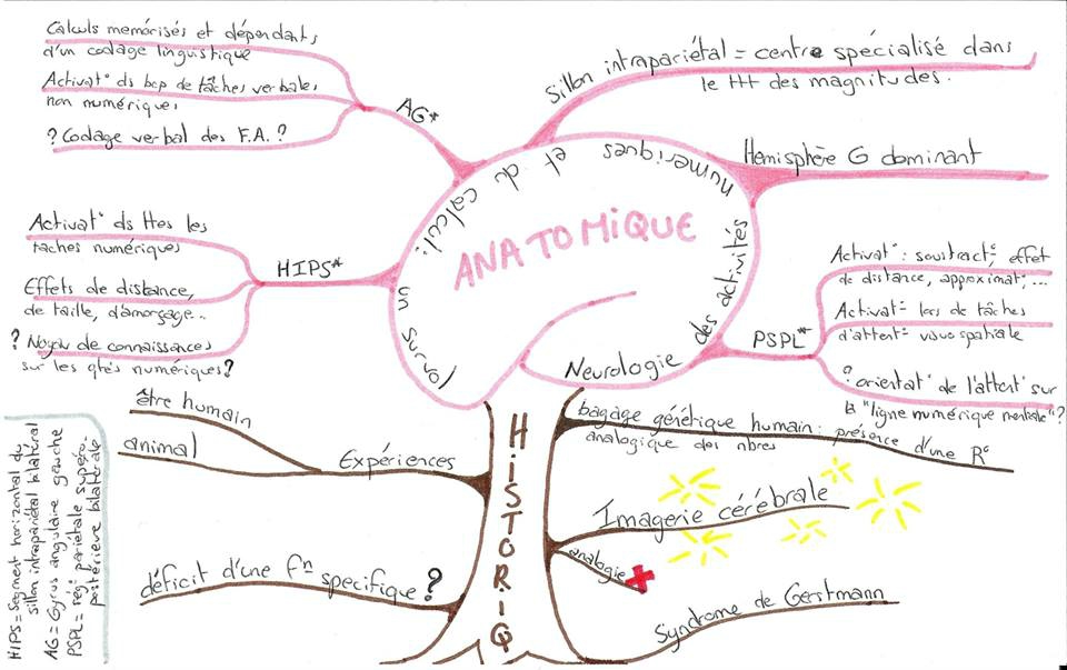 anatomie 95360127_o