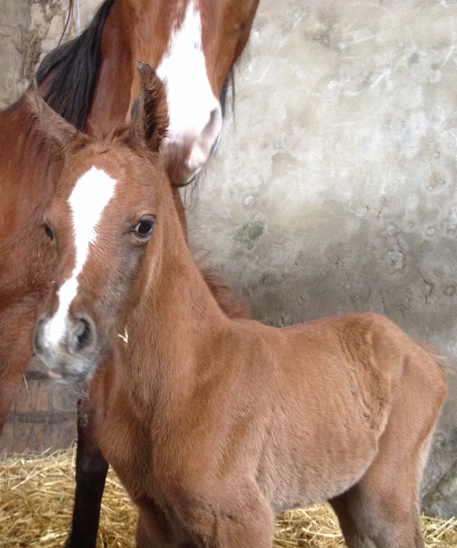 2014 - QAHIEN DE FONTANELLE (Aïnhoa Enfin x El Qahirah) 94637656