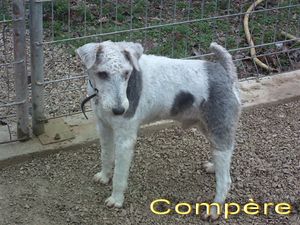 Urgent - COMPERE -  fox 8 ans - Refuge de Lamalou à Brissac (34) 81493454_p