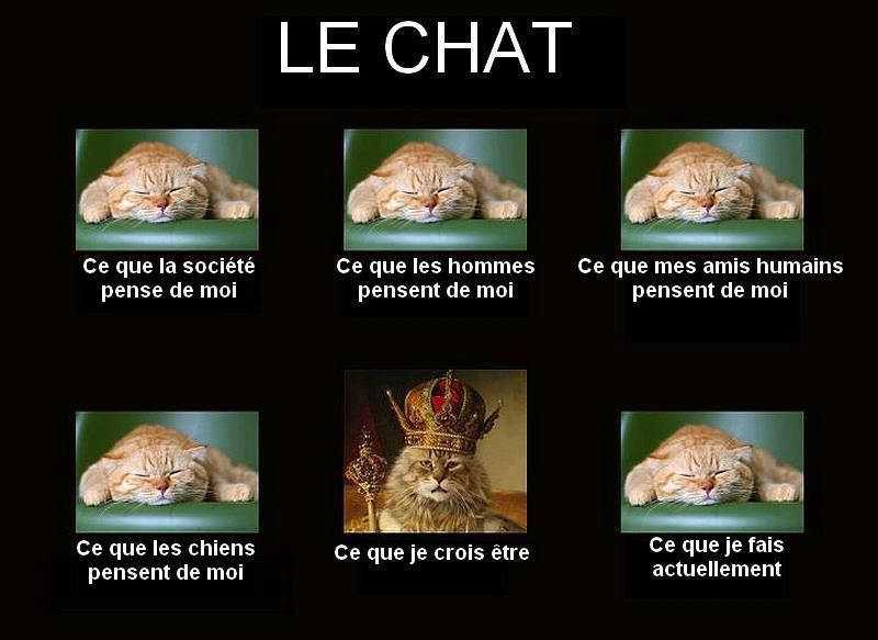 Pourquoi les chats en veulent à vos rideaux ? 76094752