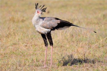 l'oiseau de Martin du 15 mars trouvé par Ajonc 52373717_p