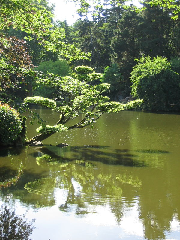 votre - Les arbres ont-ils une influence sur votre spiritualité ? - Page 21 55621314