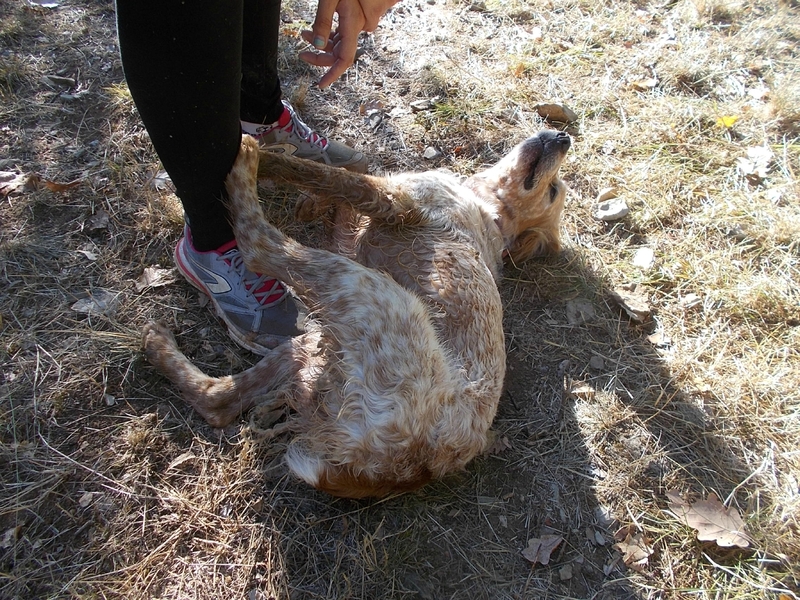 NOISETTE- epagneul breton 3 ans - Refuge de Lamalou à Brissac (34) 117234009