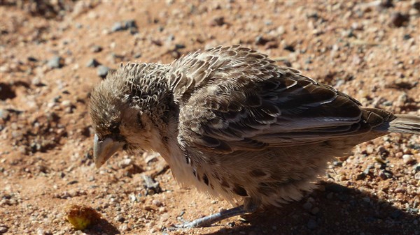 un oiseau - ajonc - 25 décembre trouvé par Martine 100569983_o