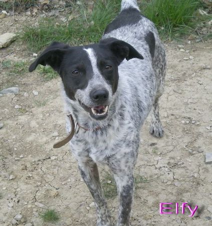 ELFY  -  croisée Pointer  2 ans   -  REFUGE DE LAMALOU A  BRISSAC  (34) 75133697_p