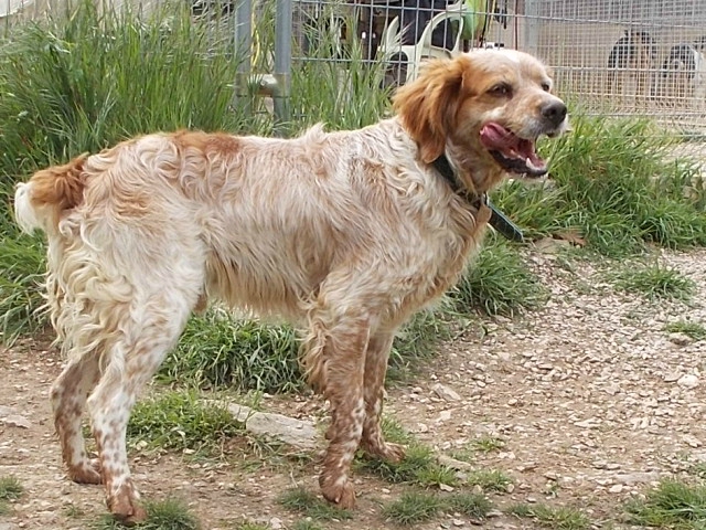 NOISETTE- epagneul breton 3 ans - Refuge de Lamalou à Brissac (34) 114353029