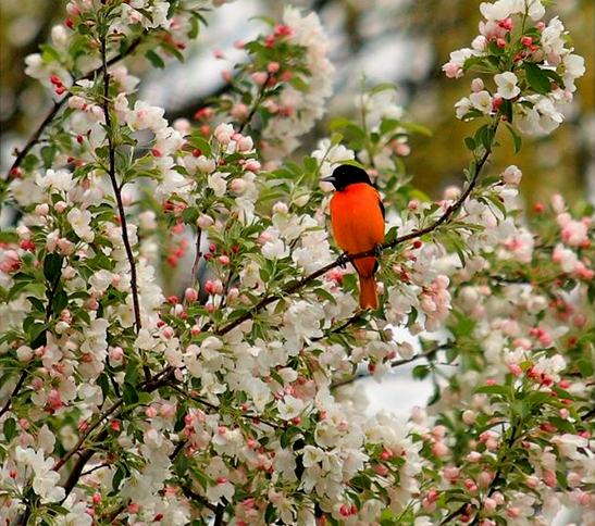 LA PRIMAVERA LLEGO¡!! - Página 6 73626336