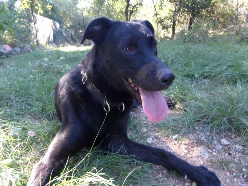 TOUPAC - x  labrador  2 ans (attaché à un radiateur dans le noir pendant des mois) A Cloche Patte à Paulhan (34) 106317553