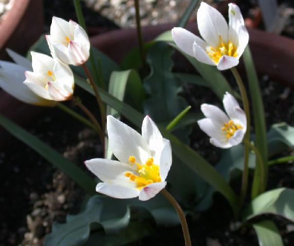 La tulipe crétoise (photo) Tulipa_cretica