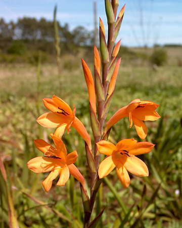 Chercher des Plantes ... sans E - Page 7 Watsonia_pillansii_orange